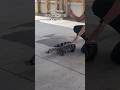Спасите! Крокодилы в Канаде!🐊 #shorts #viral #прикол #канада #крокодилы #дети #животные #animals