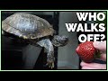 Which Pet Reptiles Voluntarily Walk Off a Table?