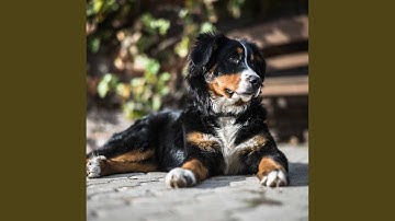 Wondrous Backdrops for Lazy Doggo