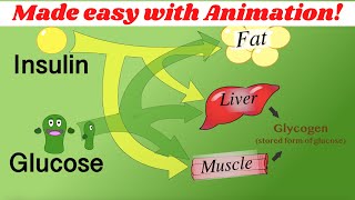 Insulin, glucagon, & glycogen regulation. (Made simple with animation!).