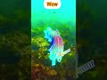 Wow Amazing fish #funny