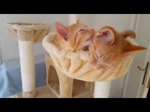 miezi-&-miez---kitten-brothers-in-love-/-katerchen-haben-sich-lieb