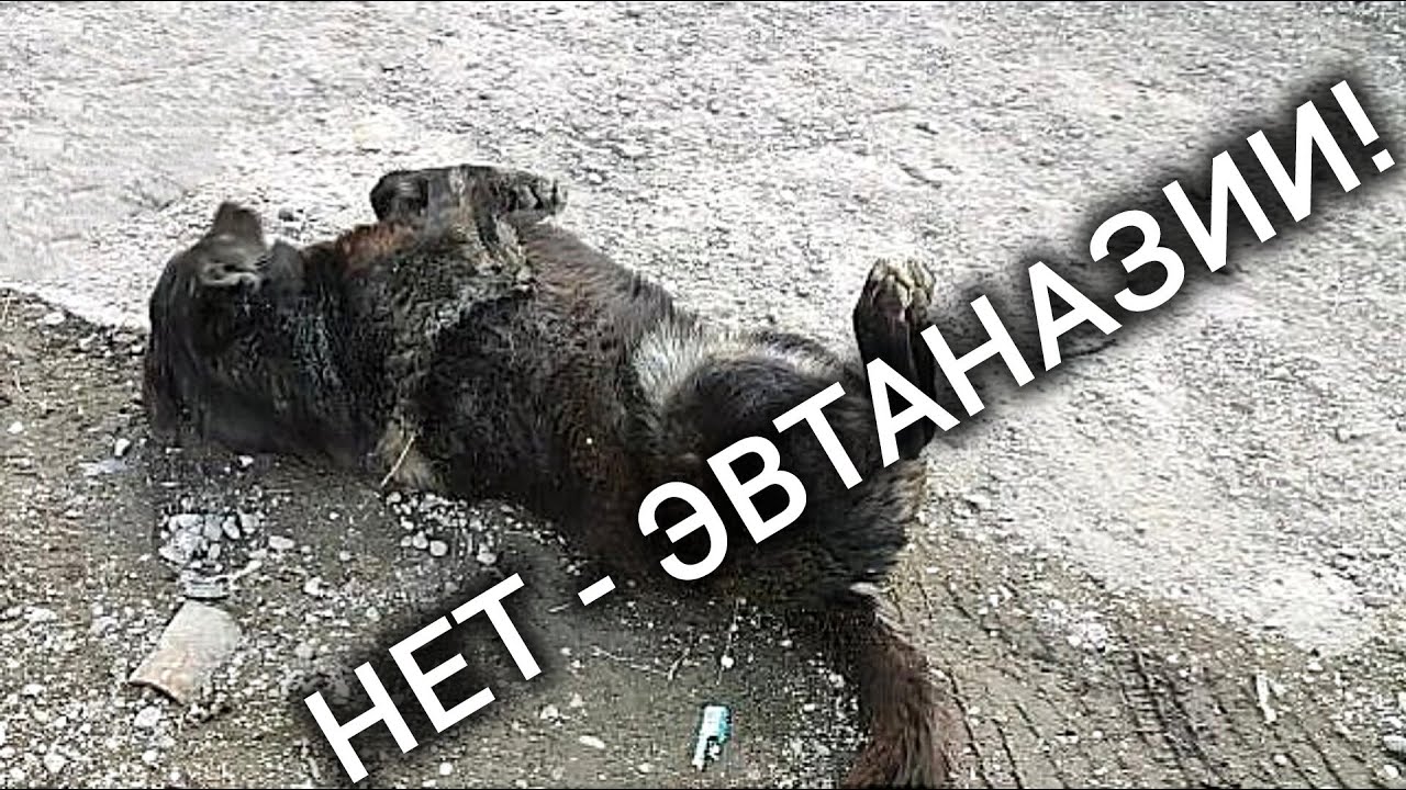 ⁣Ответ от президента по эвтаназии. Обращаемся ко всем блогерам #собака #топ #тикток #новости