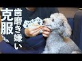 🐶うちの犬が歯磨き嫌いを克服するためにやった４つのこと【トイプードル】