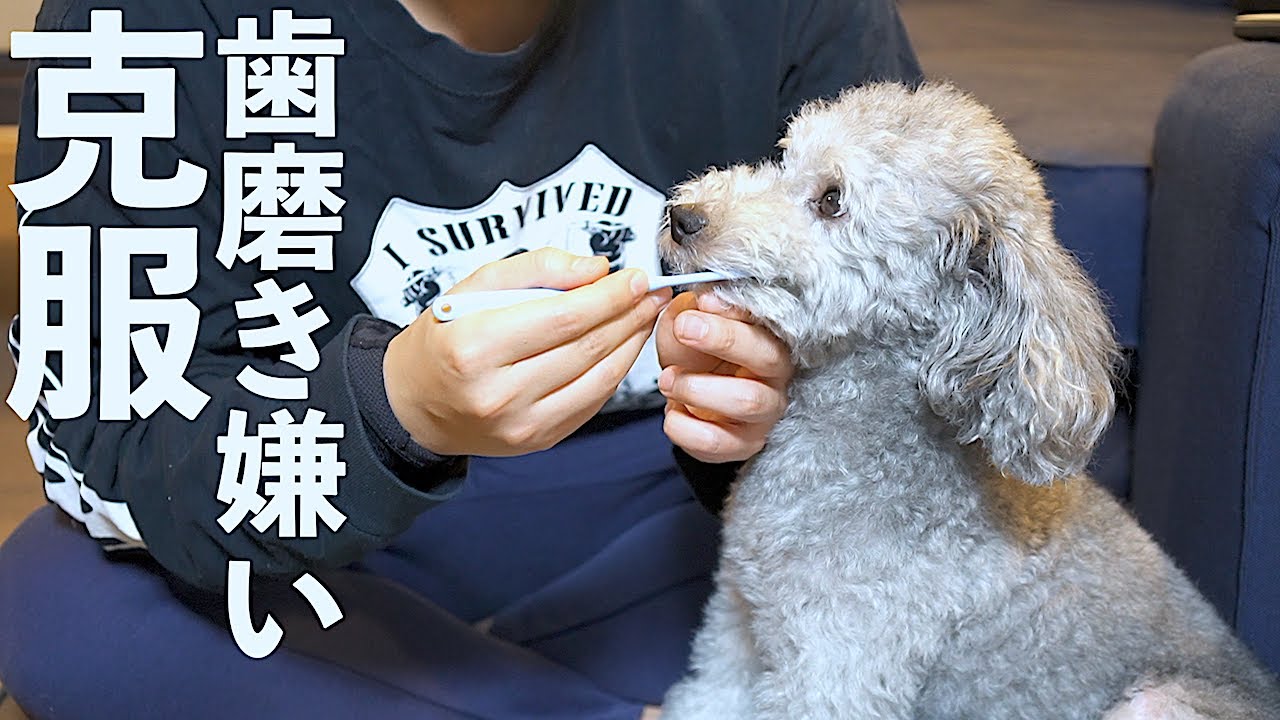 うちの犬が歯磨き嫌いを克服するためにやった4つのこと トイプードル Youtube うちの犬が歯磨き嫌いを克服するためにやった4つのこと トイプードル Youtube
