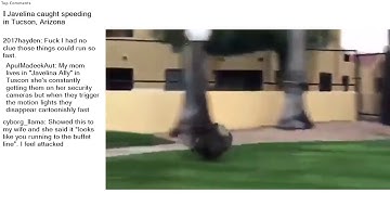 Top Reddit Video - NATURE is F*cking LIT: 🔥 Javelina caught speeding in Tucson, Arizona