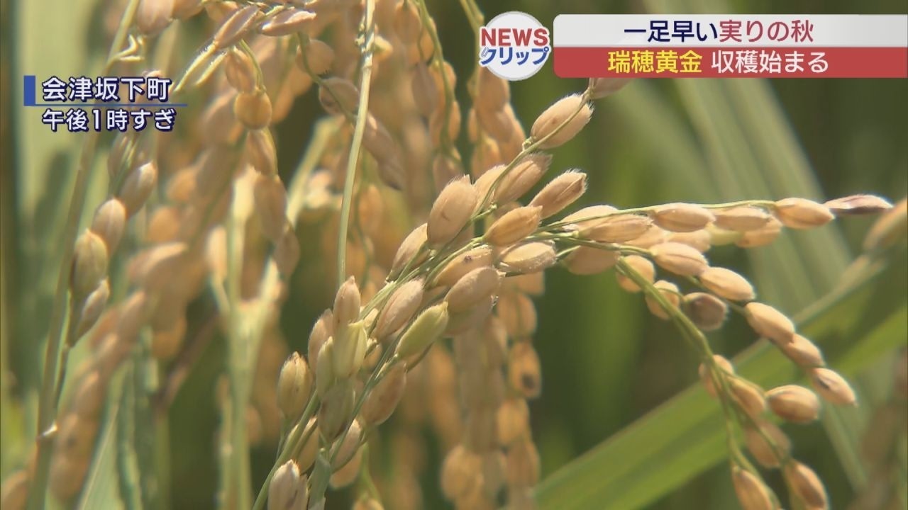 会津坂下町で早場米「瑞穂黄金」の収穫始まる | ふくしまNEWS KFB福島放送