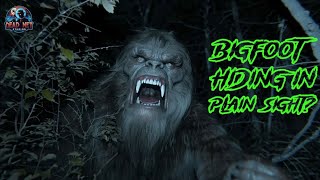 10 Real Bigfoot Sightings: New Encounters to Unravel