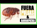 Cómo Eliminar y Prevenir Pulgas y Garrapatas con Remedio Casero Asesino (Efectividad Testada)