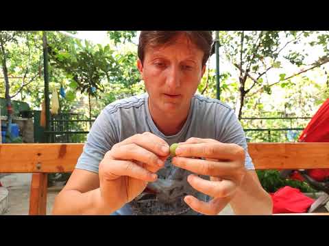 კარტოფილის თესლის აღება და შენახვა