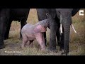 Adorable rare pink elephant calf spotted