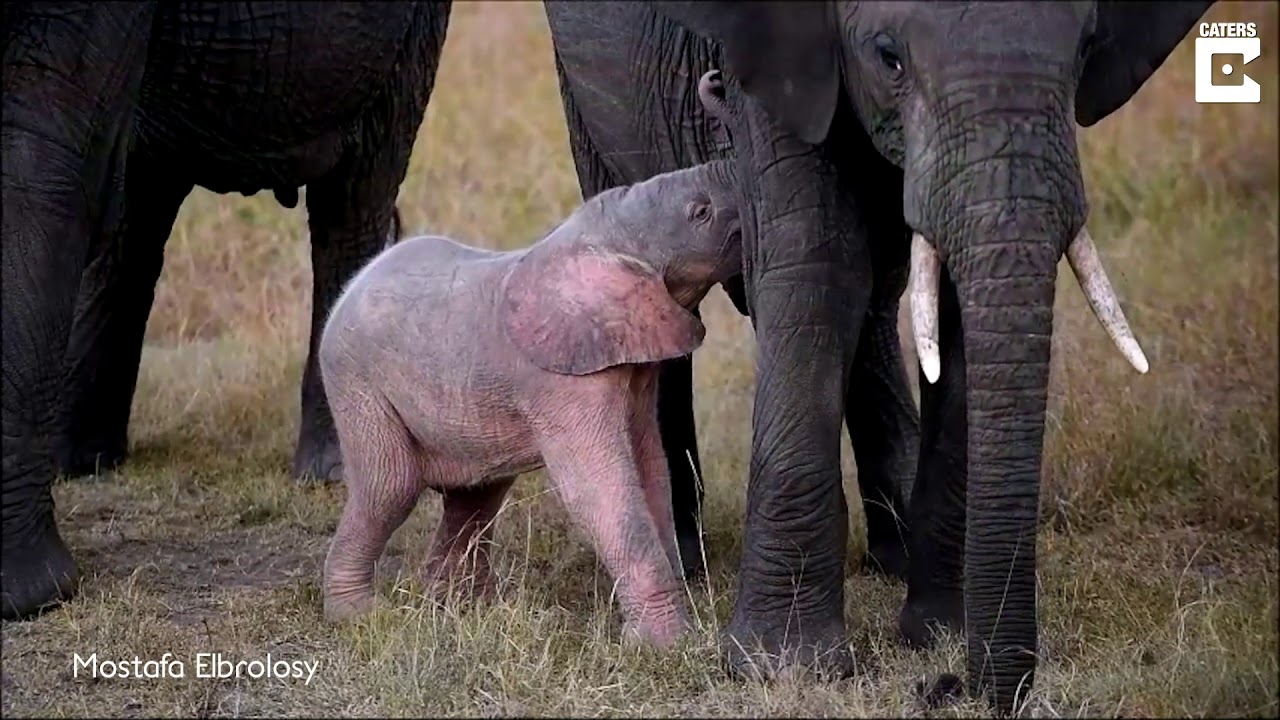 Adorable Rare Pink Elephant Calf Spotted - YouTube