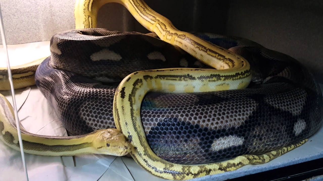 petco hours Retic Courting Action