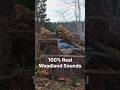 Real Woodland Sound #naturesounds #cattv #dogtv