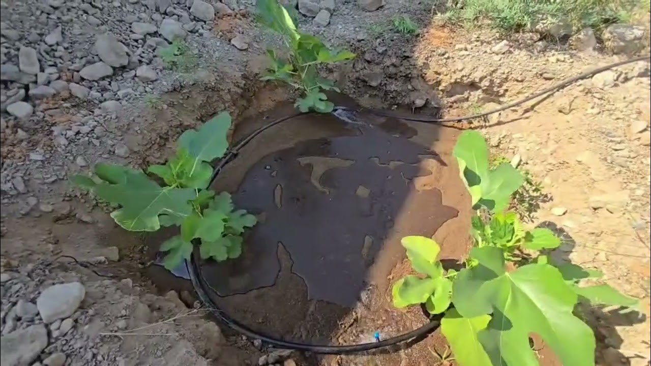 زراعه تين ديانا من الغرس إلى الثمار