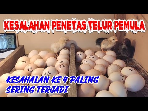 Video: Selama periode pendinginan selama 20 hari?