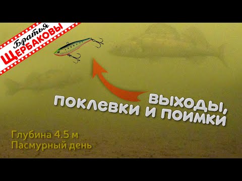 Как «раздраконить» трусливого ЗИМНЕГО СУДАКА РАТТЛИНОМ. Подводные съемки.  Зимняя рыбалка