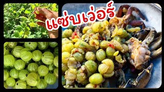 มะยมฝรั่ง จากธรรมชาติ ป่าไม้เมืองนอก ตำใส่ปูปลาร้า อร่อยสุดยอด ?Gooseberry - Stikkelsbær