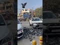 Love birds #safetytips #youtubeshorts #reels #tranding