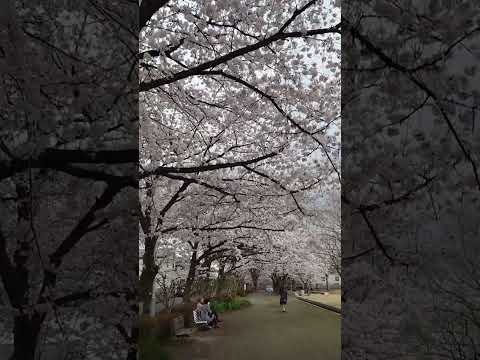 並木桜