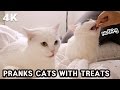 [4K] PRANKS CATS WITH TREATS