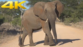 4K | African elephant encounter at Kruger National Park