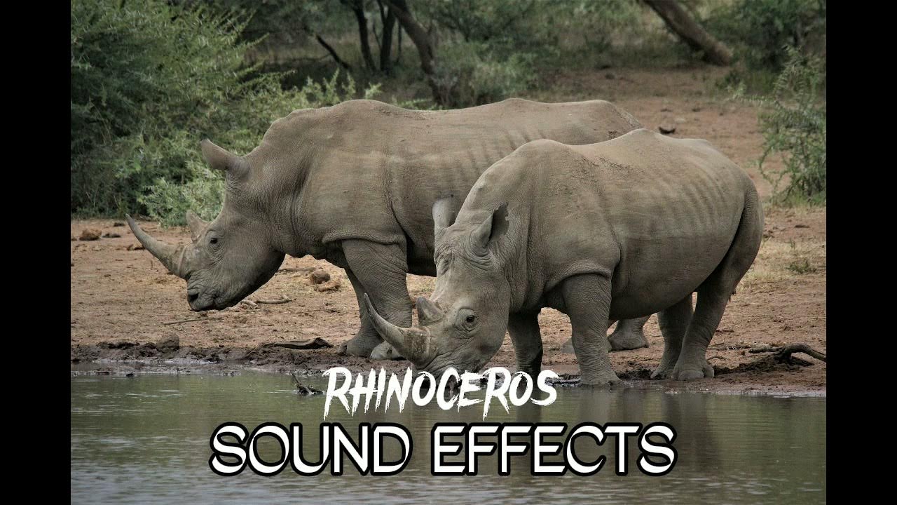 RHINOCEROS [SOUND EFFECTS ]soundseffect sound soundseffect YouTube