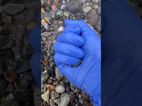 ホタルイカを握って水中に手を入れた結果www#shorts
