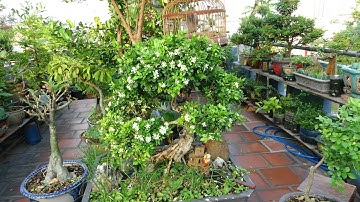 CHĂM NGUYỆT QUẾ RA HOA QUANH NĂM .