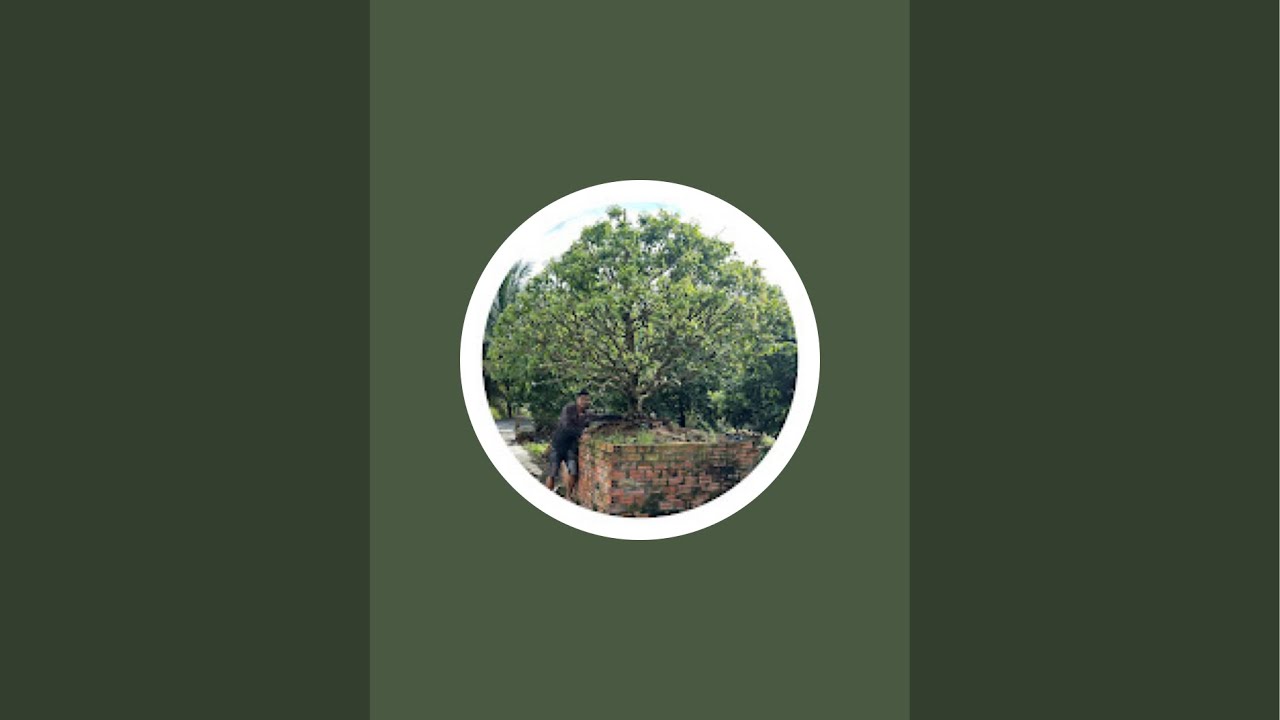 Tiến Mai Vàng Chợ Gạo đang phát trực tiếp!