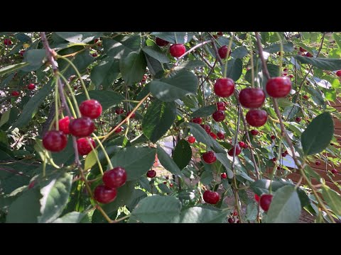 Вишнёвый сад. Цивилизационная трагедия
