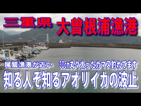 #7三重県大曽根浦漁港30cm丸々太ったカマスが釣れていました車横付けで釣り早送りです忙しい人に便利手前の釣り人はイカ釣りです先の数名の釣り人はカマス釣りです