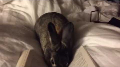 Z reading in bed