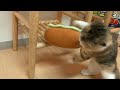 巧妙な手口でおやつの盗み食いをしようした子猫を阻止した結果・・駄々っ子になったのがこちらです