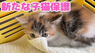 【急展開!!】保護猫りんに兄弟が見つかりました！