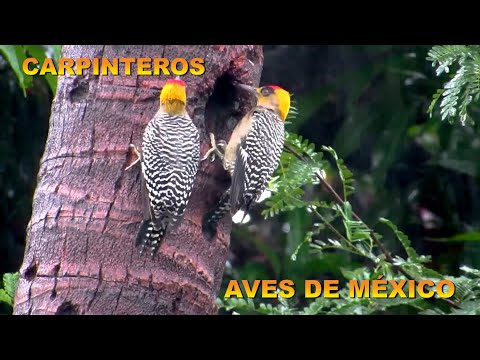 AVES DE MÉXICO CARPINTEROS FAMILIA PICIDAE CAP 2 CON ILUSTRACIÓN