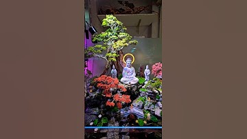 Tiểu cảnh phật giáo | Tiểu cảnh để bàn | Hồ bán cạn by bestaquavietnam