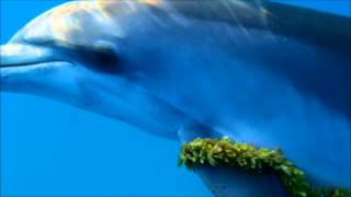 Playing seaweed tag with Wild Dolphins | Bimini, Bahamas