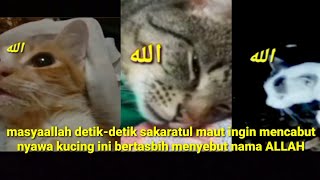 subhanallah kucing bertasbih kepada ALLAH saat sakaratul maut ingin mencabut nyawa nya