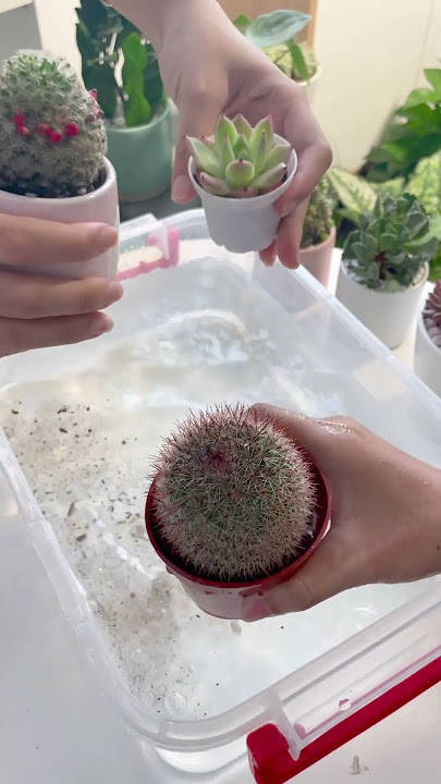 WATERING YOUR CACTUS