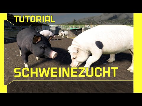 Farming Simulator 19 Pigs Tutorial: Short, easy and understandable explanation