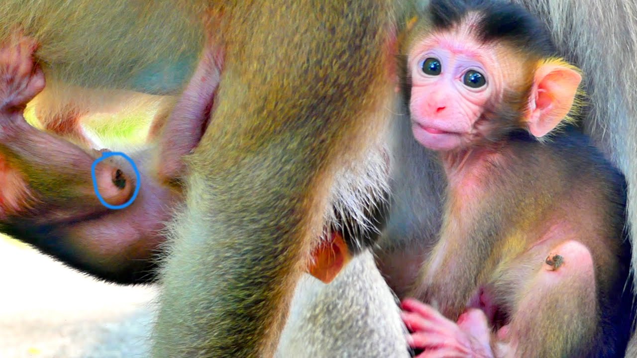 Hybrid baby newborn monkey hard to hugs mom because getting injury on knee