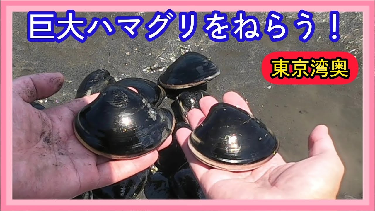 灼熱☀の潮干狩り😵！巨大ハマグリをあぶって喰らう😆！！