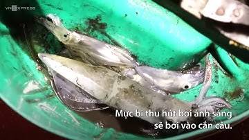 Ngư dân thắp đèn cao áp câu mực trên vịnh Cô Tô