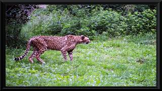 Cheetah  | Vintage Photos |  Framed Art Screensaver | 4K Art