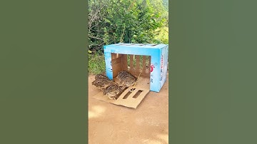Easy Quail Trap #shorts