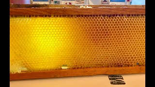 🐝🍯 Secret of Honeycomb Geometry 🥰