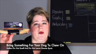 Tips For Traveling With A Service Dog - Airplane Travel Tips - Diabetes Migraines Alert