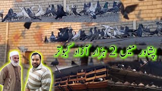 Peshawar Mein 2 Hazar Azad Kabootar - Badshahi Shoq