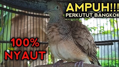 AMPUH!!! PANCINGAN PERKUTUT BANGKOK GACOR BIKIN PERKUTUT DIRUMAH PADA NYAUT 